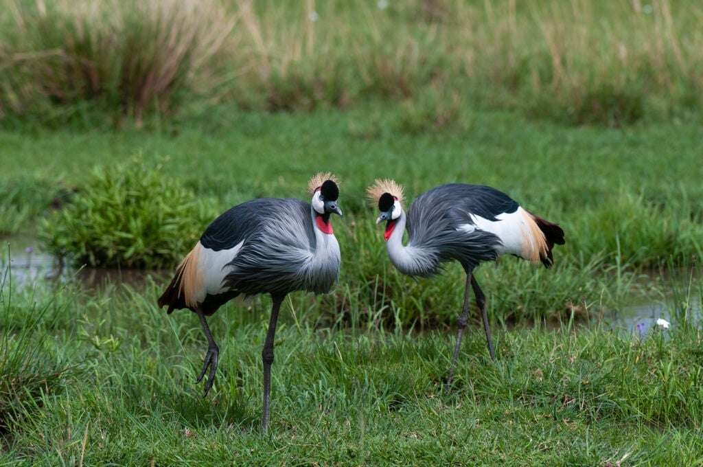 BRICS nations help secure multilateral agreement to finance nature protection