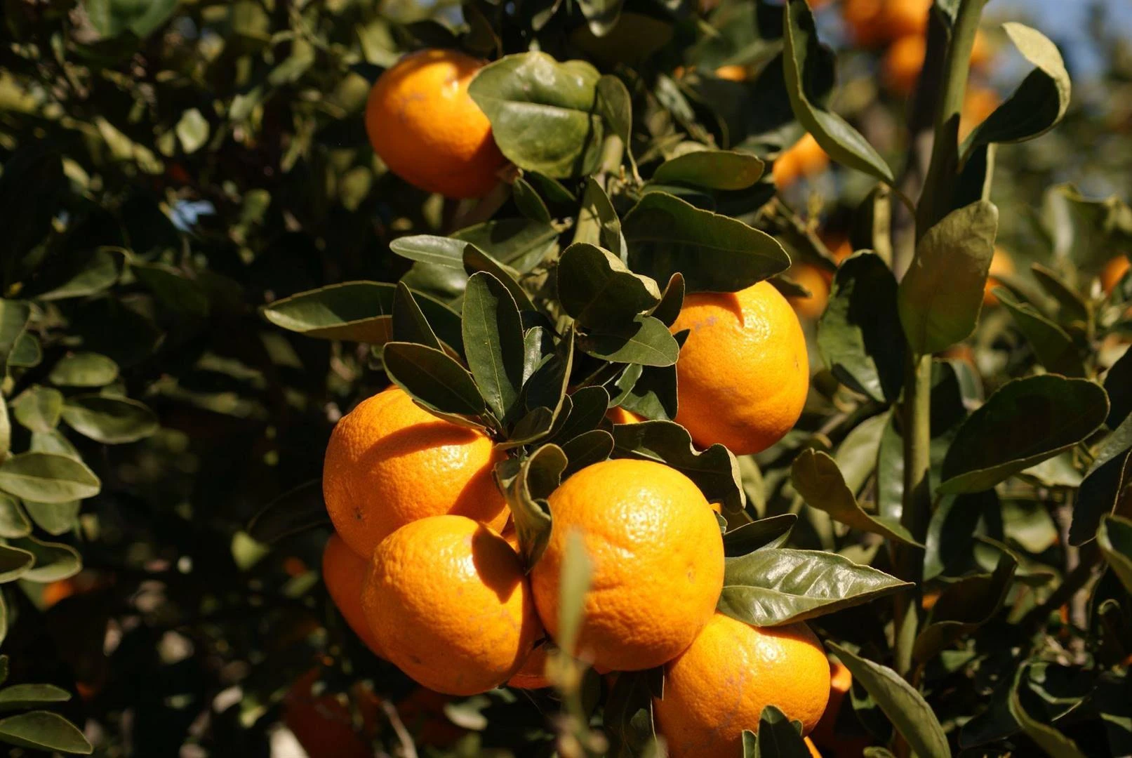 ‘Verwoestend’: 30%-tarief ‘kan dorpe soos Citrusdal knak’