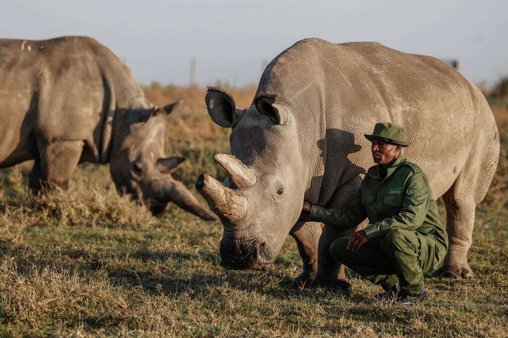 'We will save them': The quest to rescue nearly extinct rhino