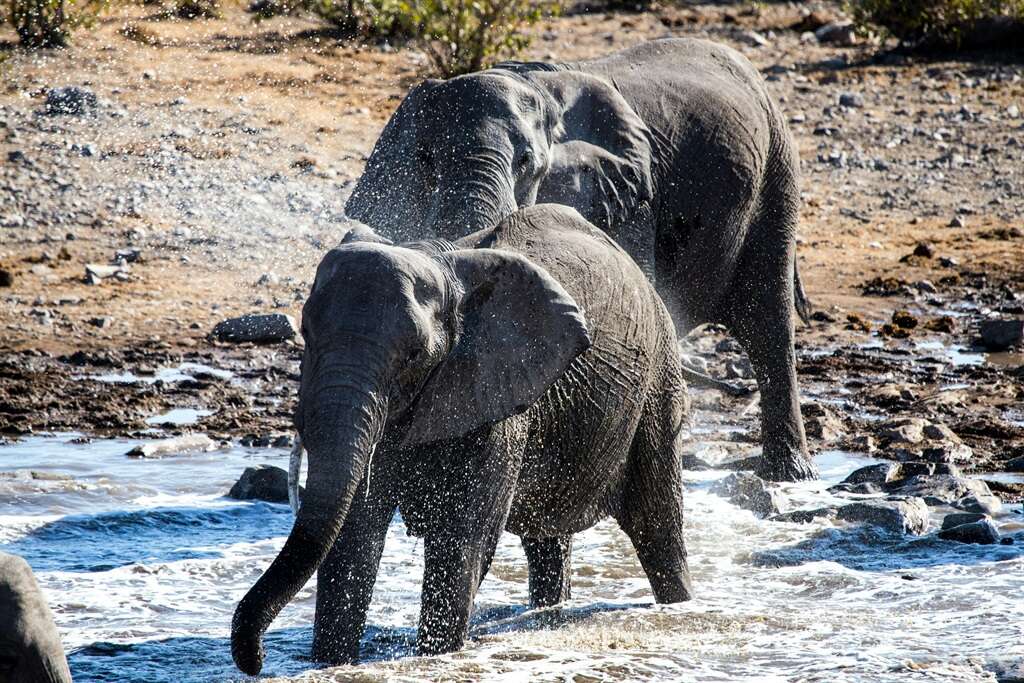 Uitdun van wild in Namibië: Koalisie waarsku oor ‘gevaarlike presedent’