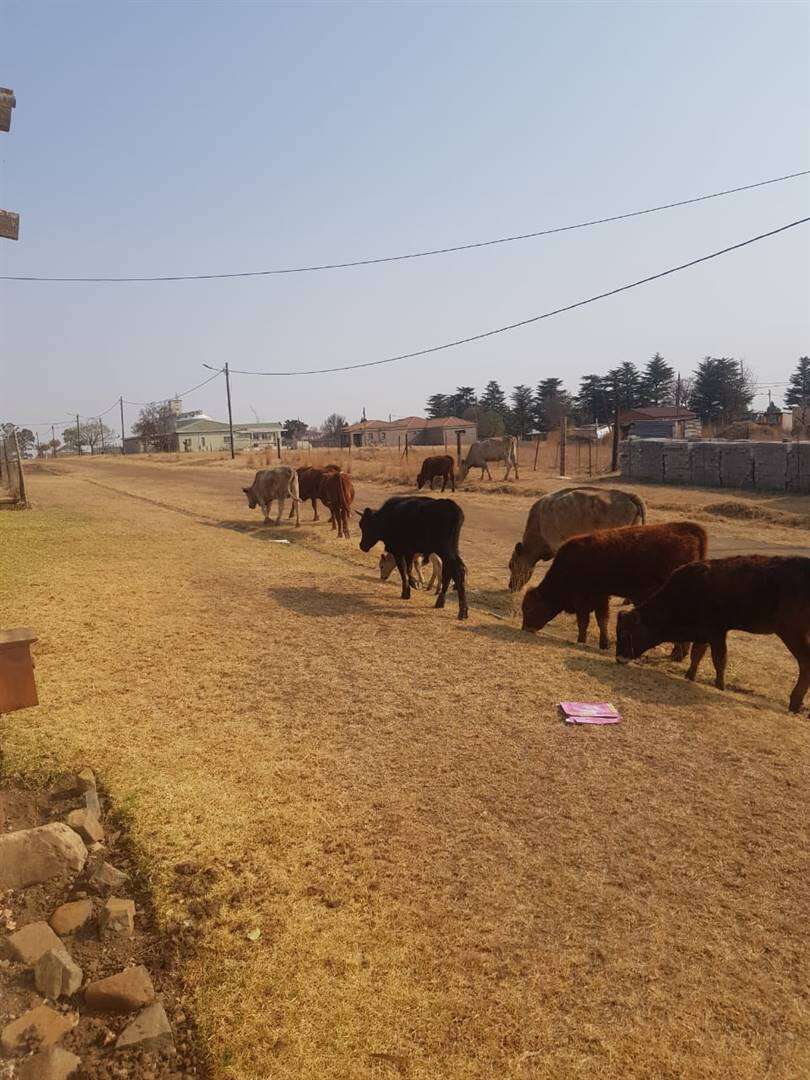 Nuwe geriewe om rondloperbeeste in Mafube, Vrystaat in toom te hou