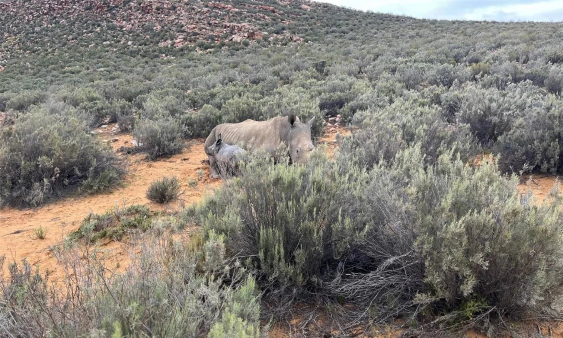 Witrenosterkalf by Wes-Kaapse wildreservaat gebore