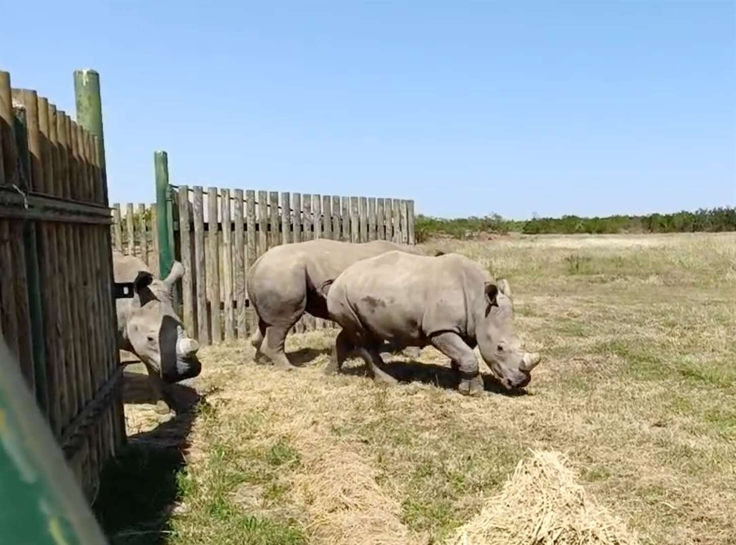 Namibiese renosters na Dallas geneem ‘vir hul veiligheid, voortbestaan’