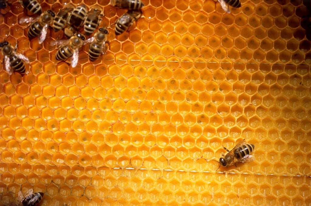 Sweet lies: Sting launched to get fake honey off SA shelves