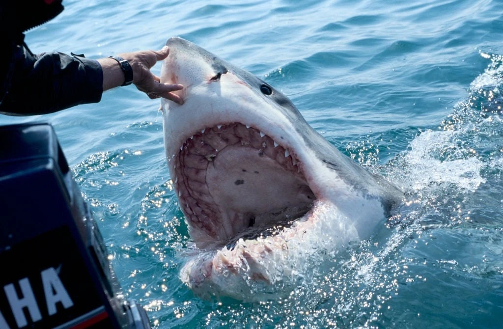 Haai-fokus op Suid-Afrika: Plaaslike talent maak golwe in ‘Discovery’ se ‘Shark week 2025’