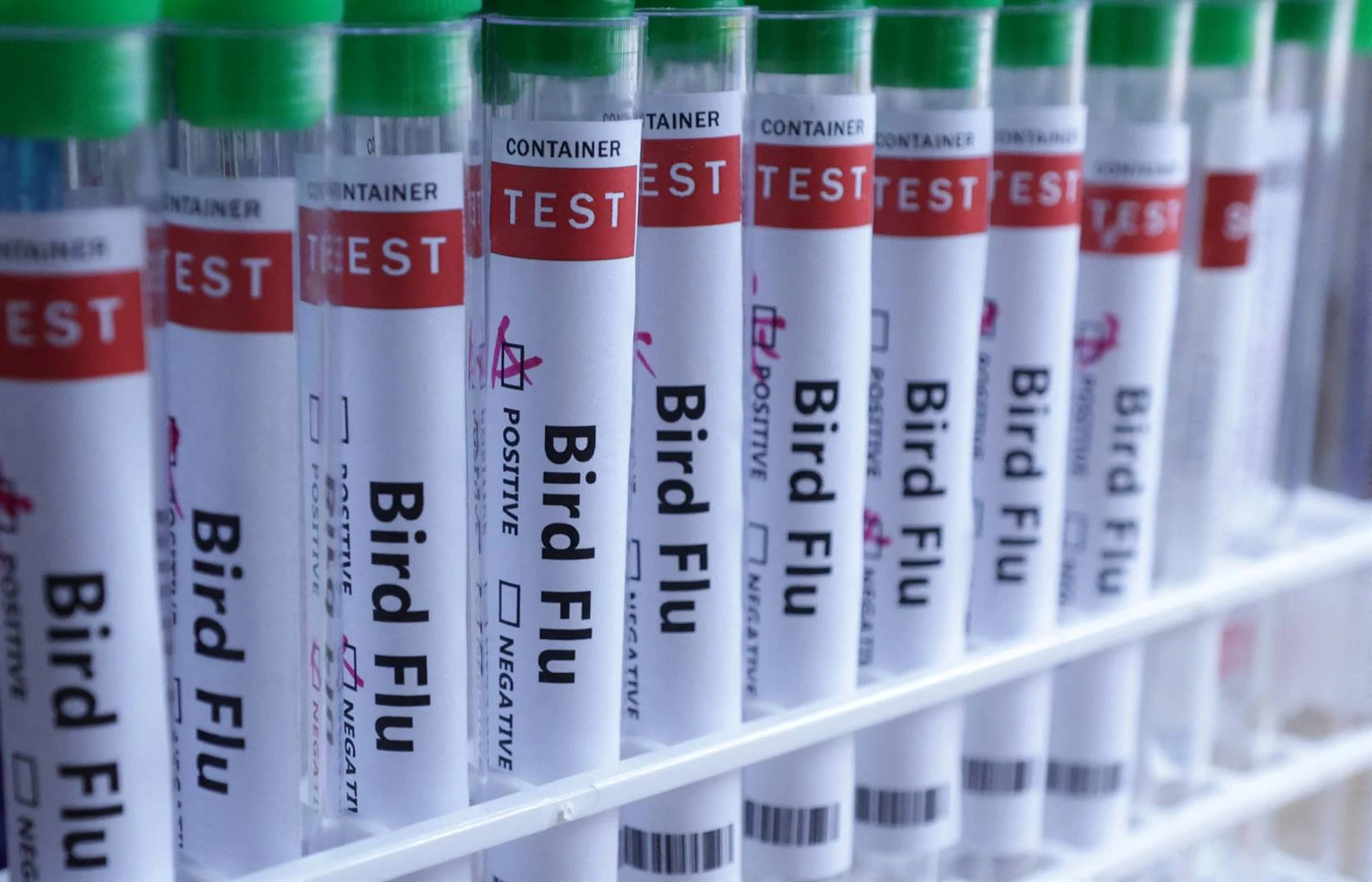SA moet hom staal nadat Britse skaap met voëlgriep besmet is