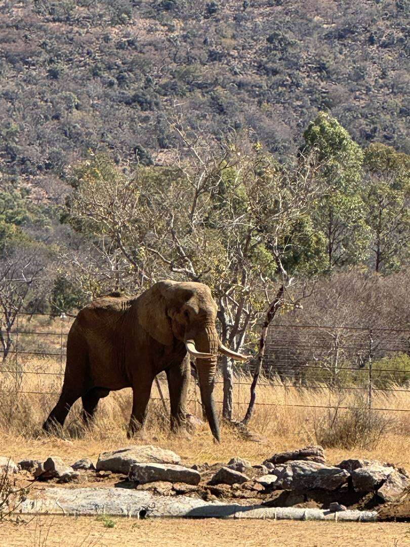 Olifantbul gedy in luukse reservaat ná 23 jaar in Pta-dieretuin