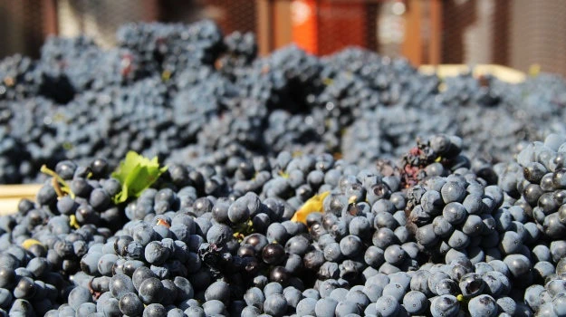 From hand sanitiser to family travel: How the SA wine industry plans to survive