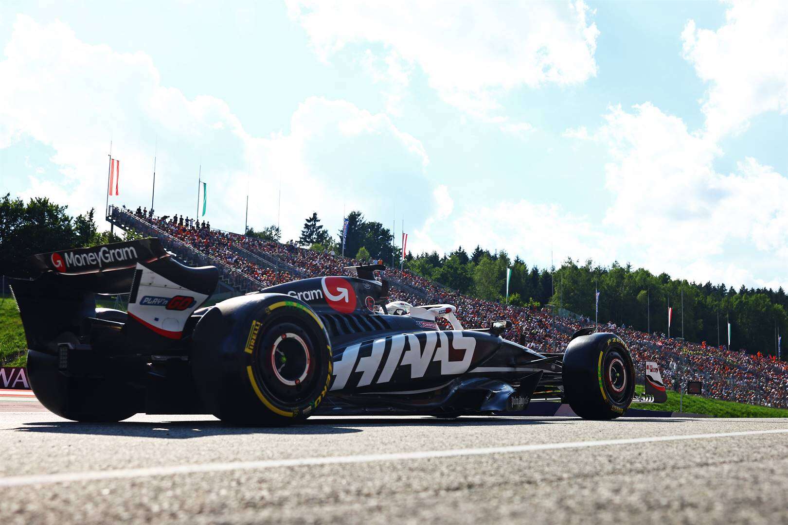 Haas in Nederland gestrand ná gewese borg hof nader