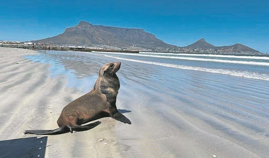 Seals face increased harassment at Cape Town beaches since rabies outbreak