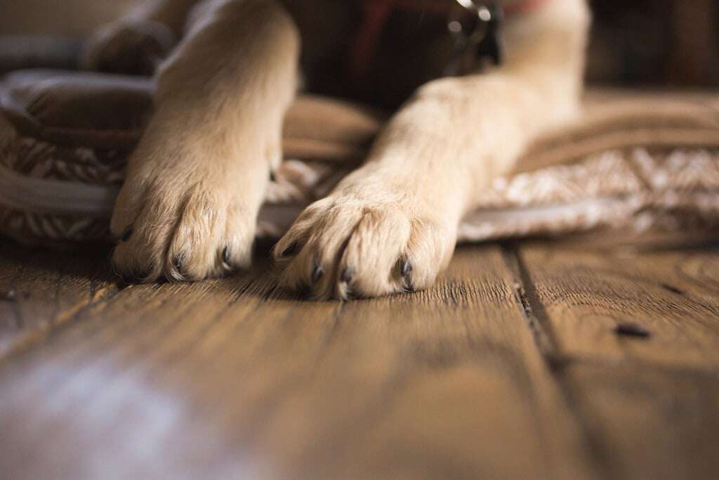 Hond met gholfstok in Plettenbergbaai doodgeslaan