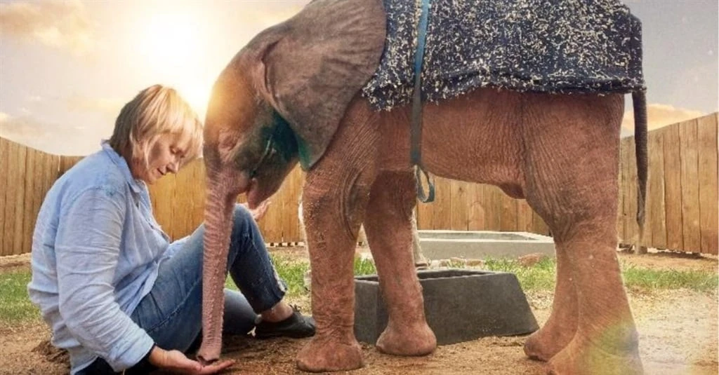 Bekroonde dokumentêr oor Khanyisa, die albino-olifantkalfie binnekort beskikbaar