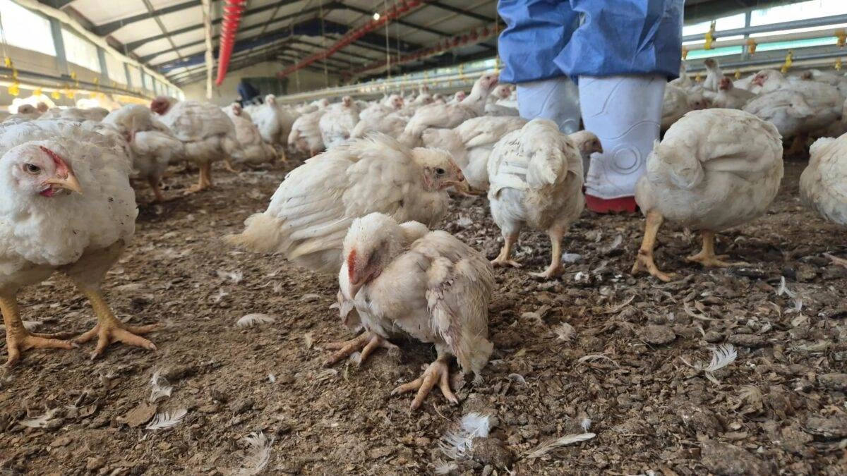 Daybreak Foods: DBV moet 350 000 hoenders van kant maak