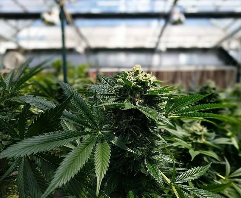 Gesloer met dagga-regulasies lê verbouing van kannabis lam, sê Steenhuisen