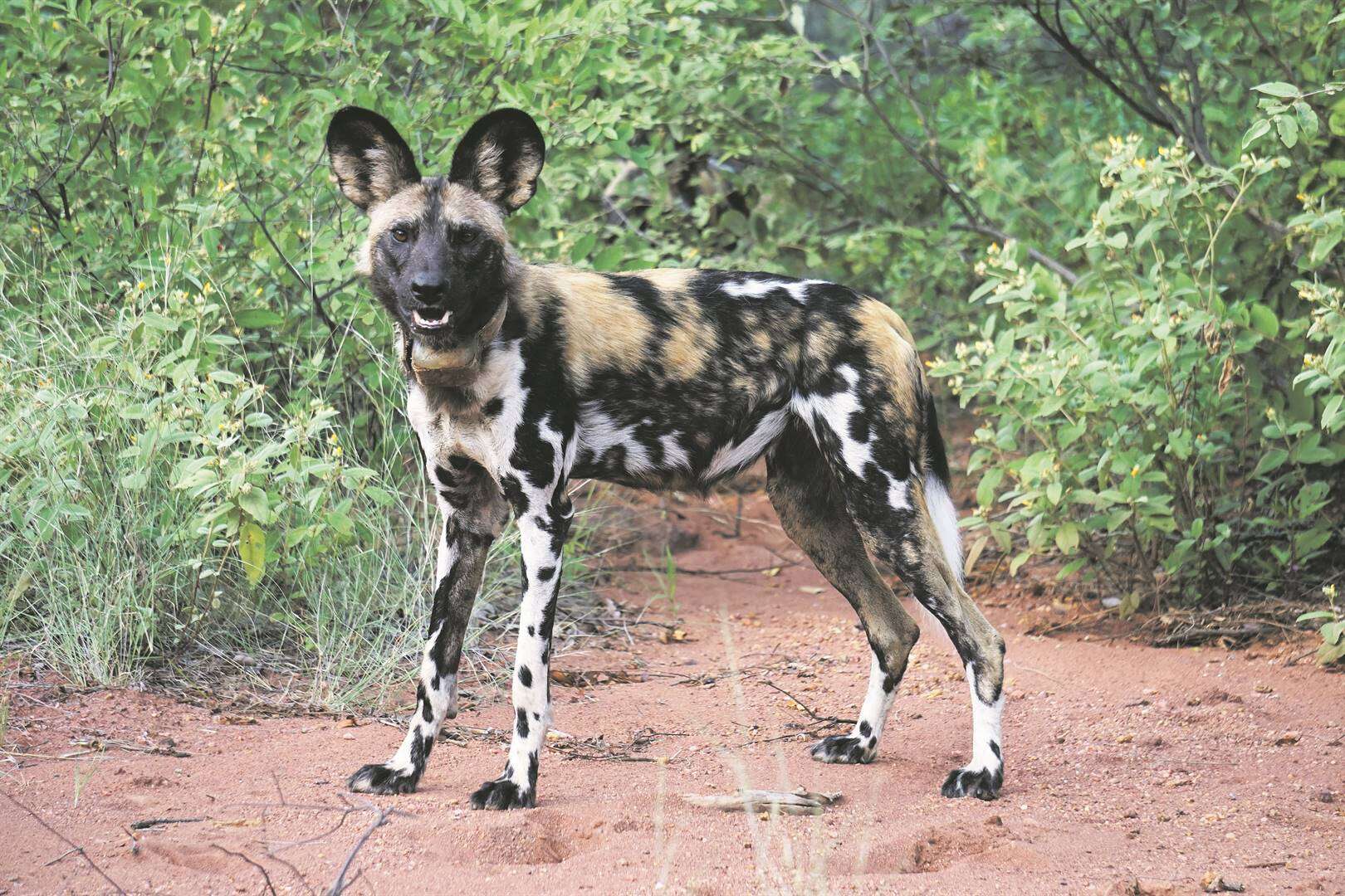 Bedreigde wildehonde het almal se hulp nodig