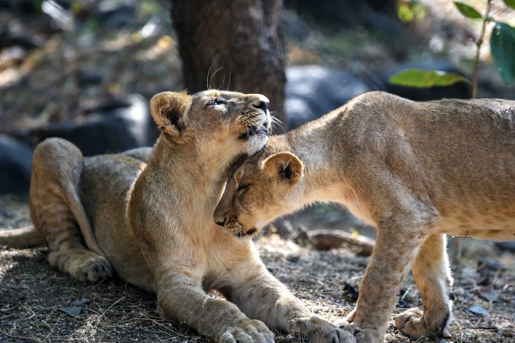 8 lions in Indian zoo test positive for Covid-19