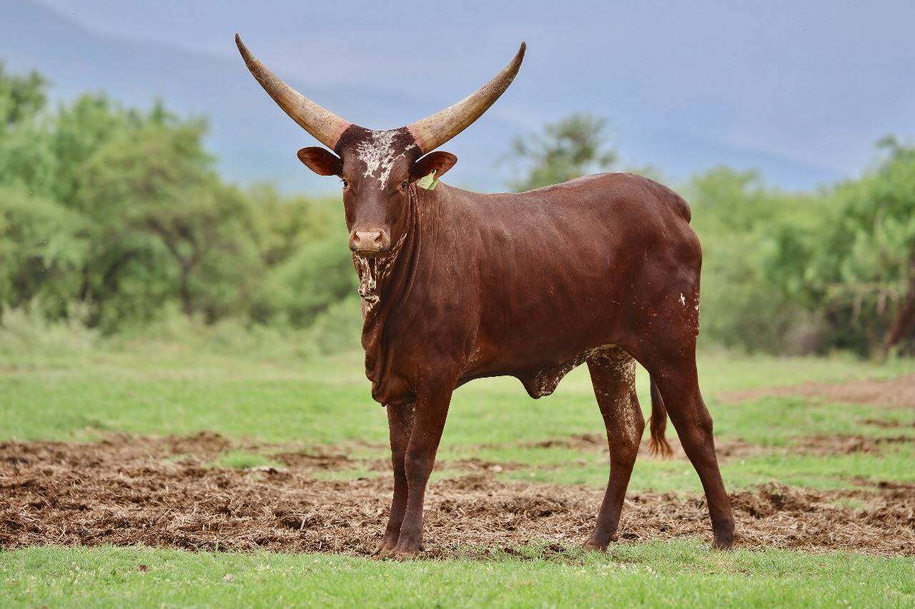 Ankole-bedryf nog in babaskoene, maar veiling bring R14 m. in