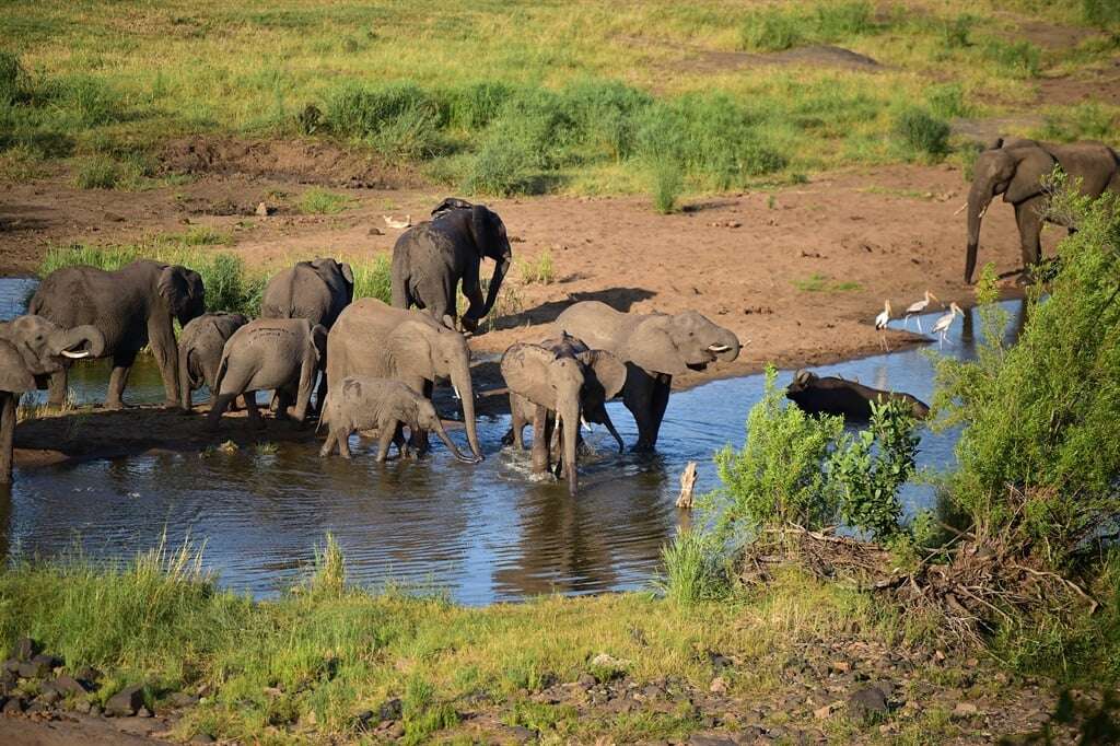 Zimbabwe to cull 200 elephants to feed people left hungry by drought