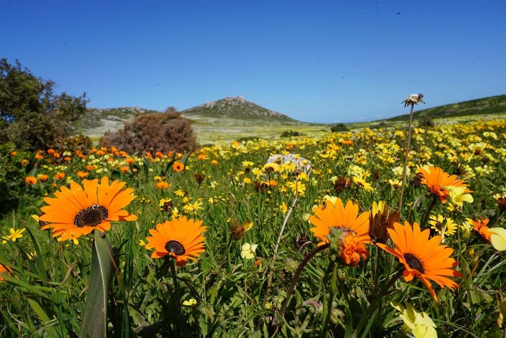 WATCH | Tourists flock to West Coast National Park as flowers bloom, displaying a plethora of colours