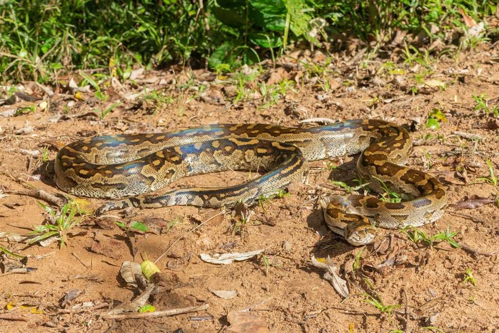 This viral video of a giant python in a tree is real - but its oddly specific location is not