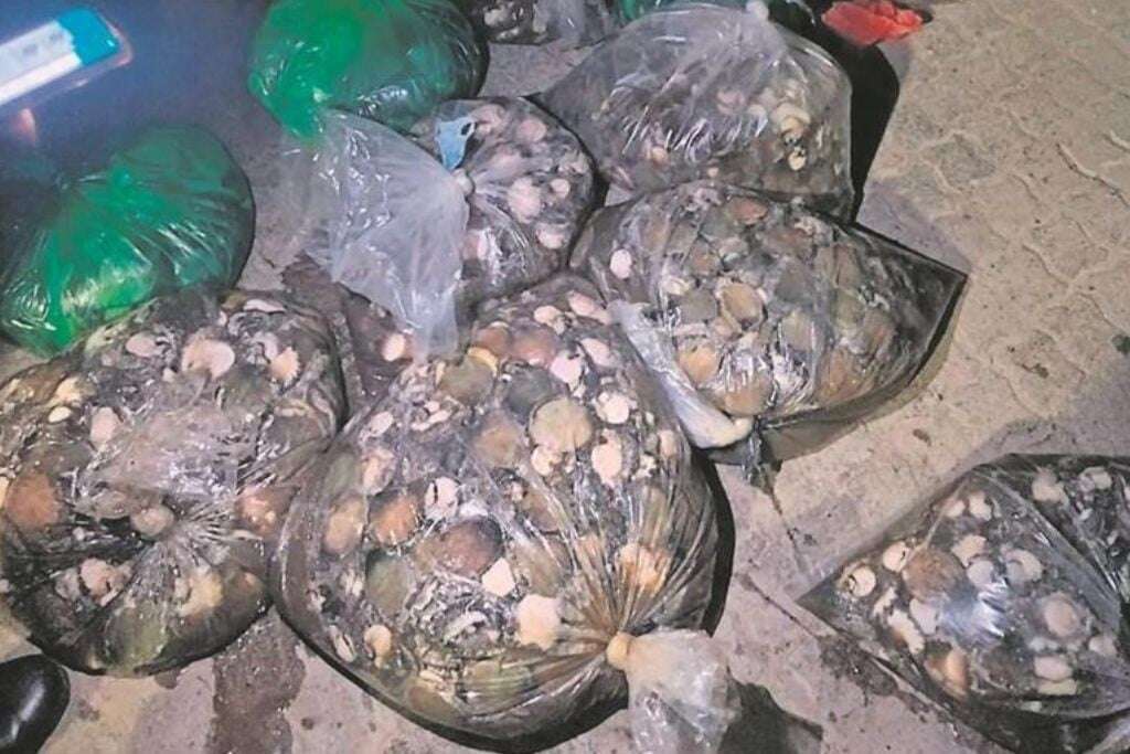 Seven arrested for allegedly operating an abalone poaching ring in Western Cape