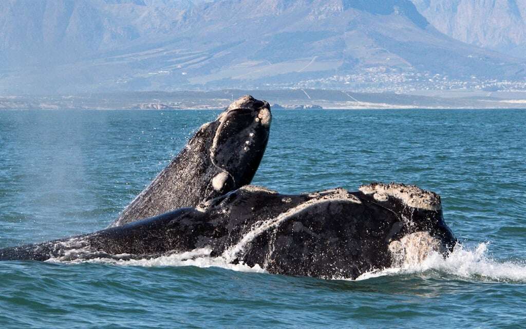 Saving the whale: Hermanus research hub planned to aid the world's whales and dolphins