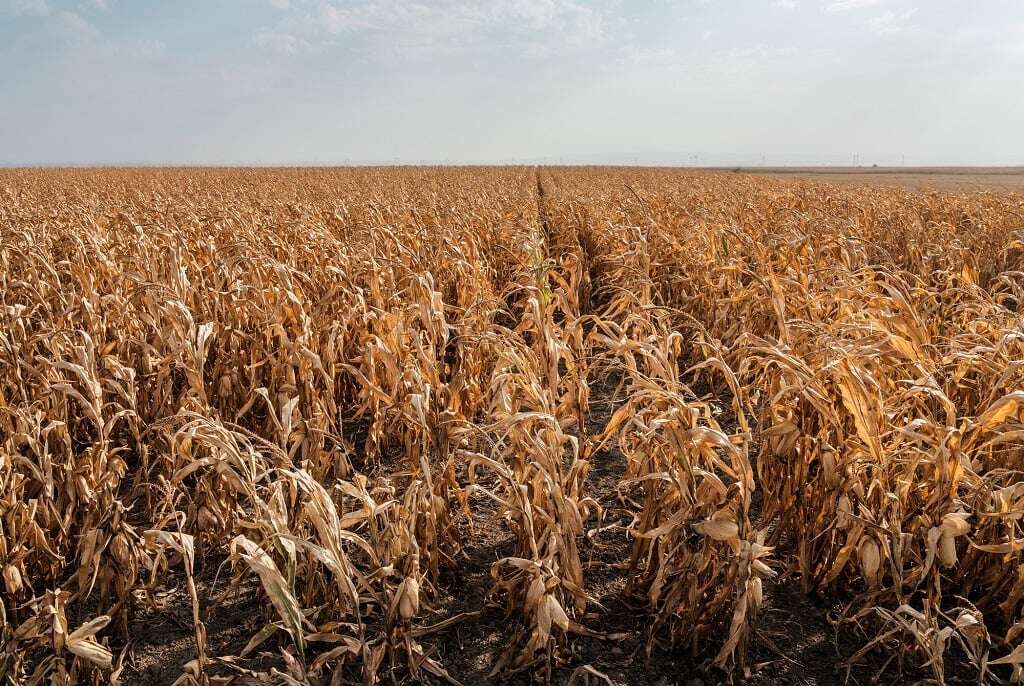 Brazil's farmers fret over fires and drought