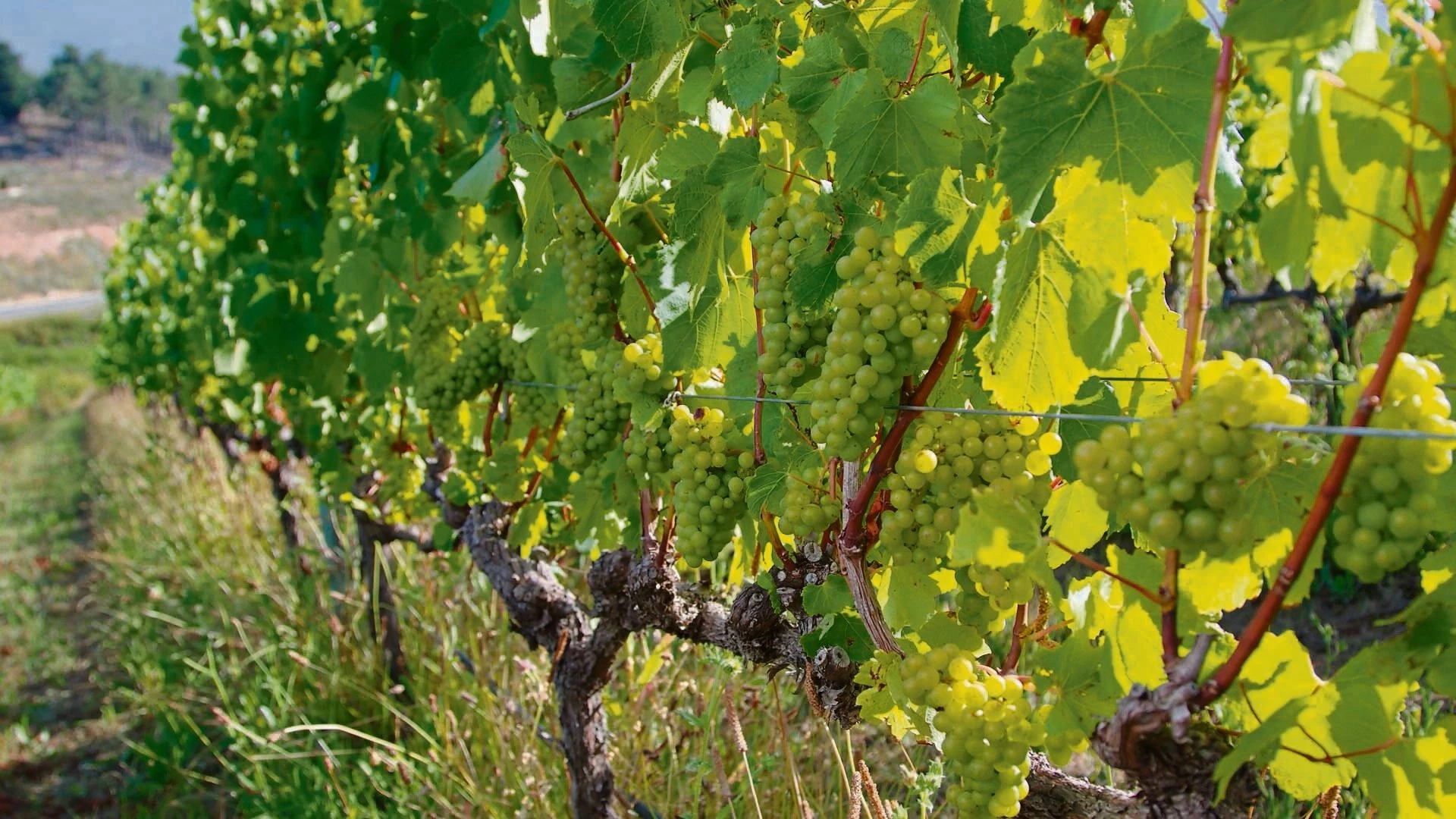 Chardonnay: Verskeidenheid en pure lekkerte in elke glas