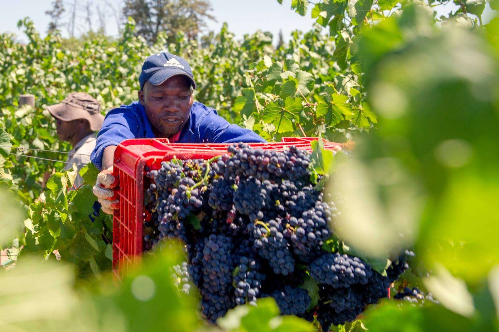 Groeijaar vir landbou in 2025 voorspel