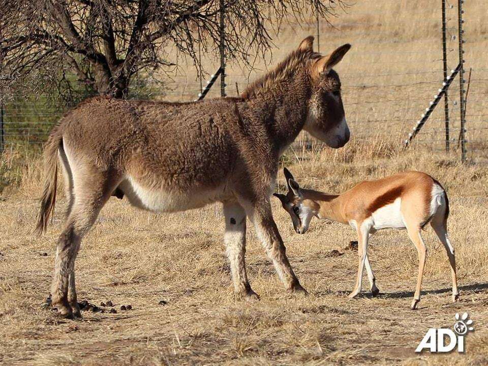 Springbok en donkie se liefde ná hul gered is, laat harte vermurwe