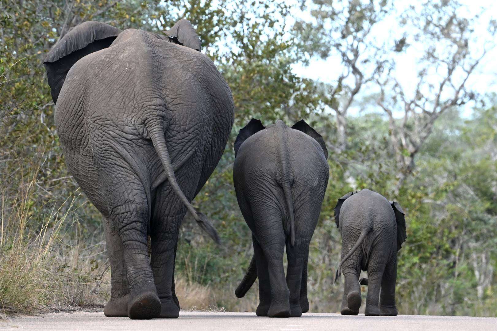 Kruger-olifante stap toe sommer self terug huis toe