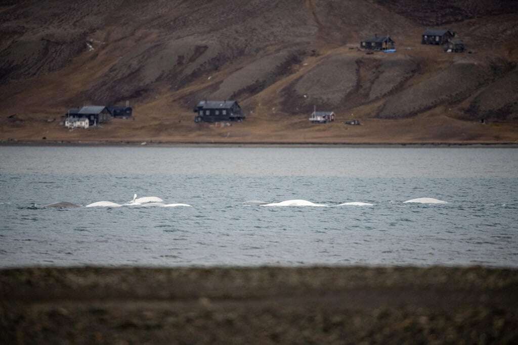 'Russian spy' whale found dead in Norway