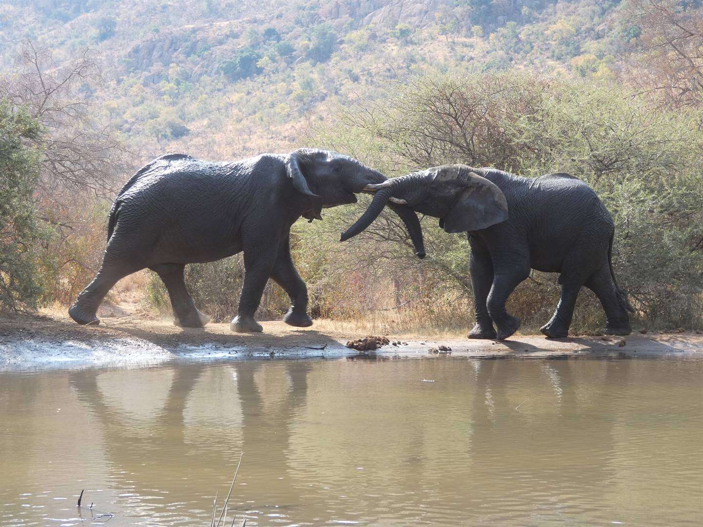 Blouwillemaandag: Sensus leer ons iets van Kruger se grootvoete