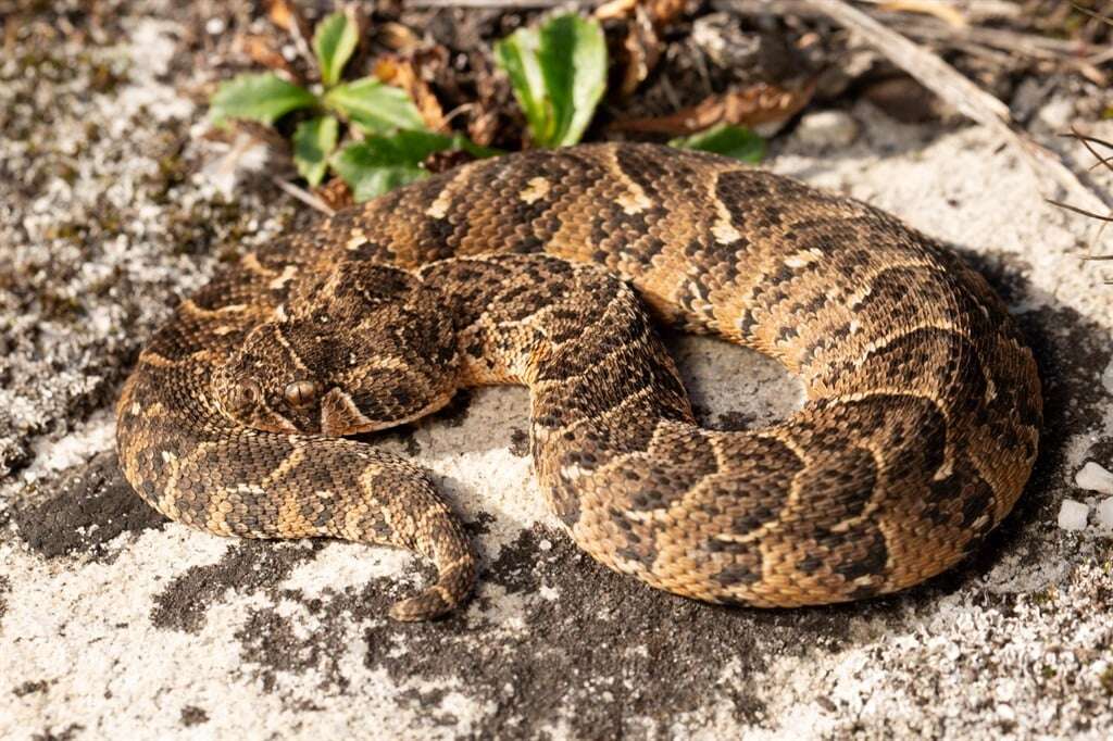 Revealed: These 10 snakes have the most recorded bites in South Africa