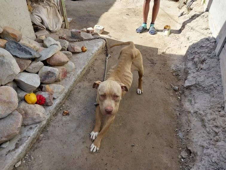 Skuldig: Athlone-pensioentrekker ‘laat honde elke liewe dag in steek’