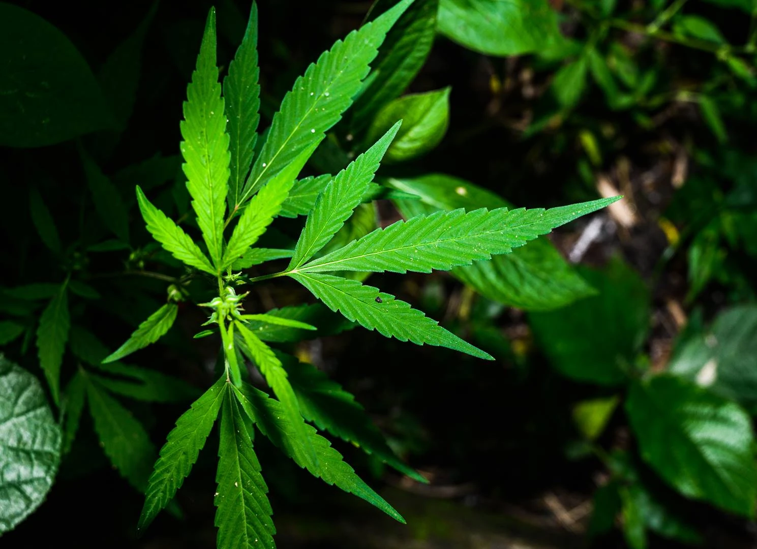 Man vas ná ontdekking van dagga-laboratorium in Gauteng