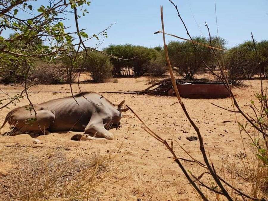 Skok oor dierevrektes in NW-reservaat lei tot aanlyn petisie