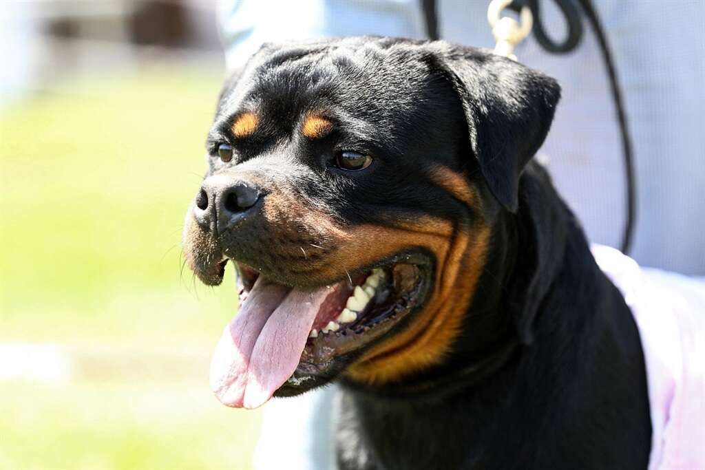 KZN grandmother and toddler critically injured in Rottweiler attack