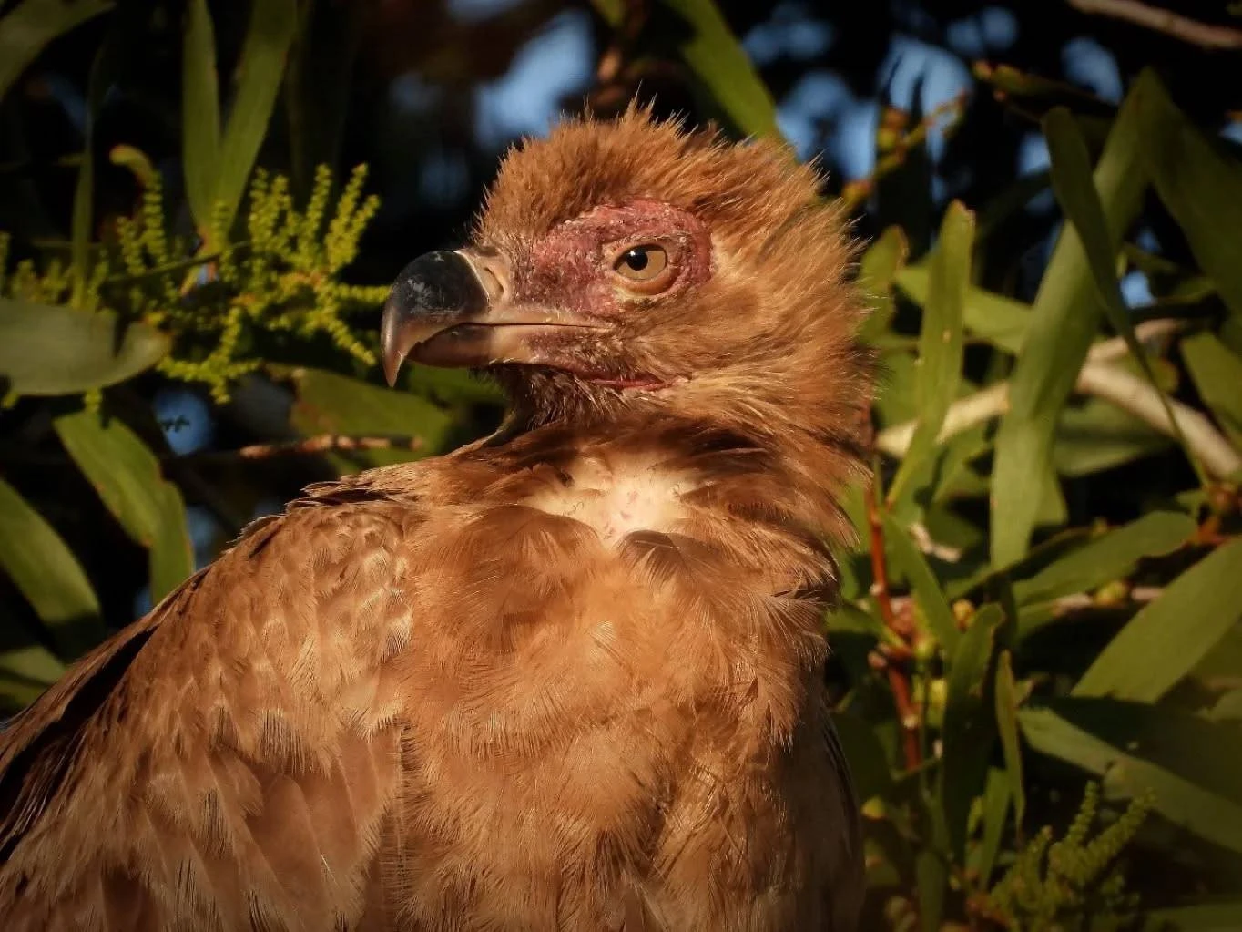 Vreemde besoeker lok talle na wildpark aan buitewyke van Gqeberha