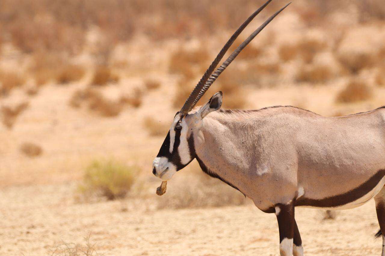 FOTO's | Gemsbok kou harde bene in die Kgalagadi – en dís hoekom