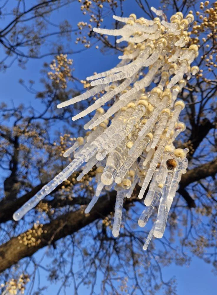 Yskristalle hang soos kandelare in vriesende Vrystaat