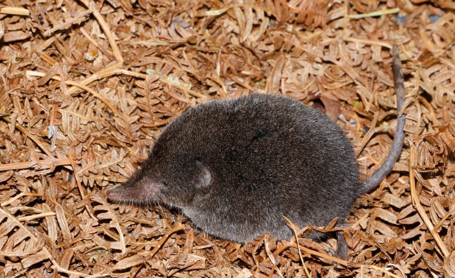 Skugter Wes-Kaapse spitsmuis 1ste keer in 46 jaar gewaar