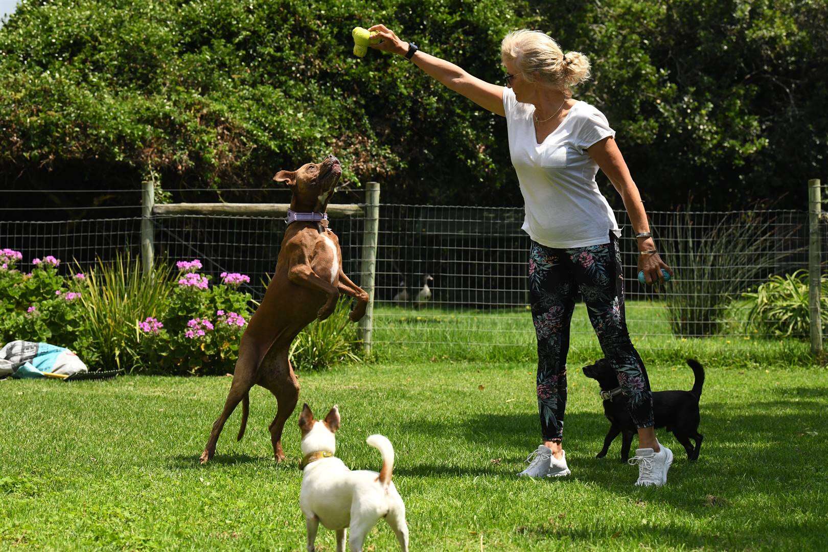 Pitbulls: Planne gemaak, maar aanvalle neem nie juis af