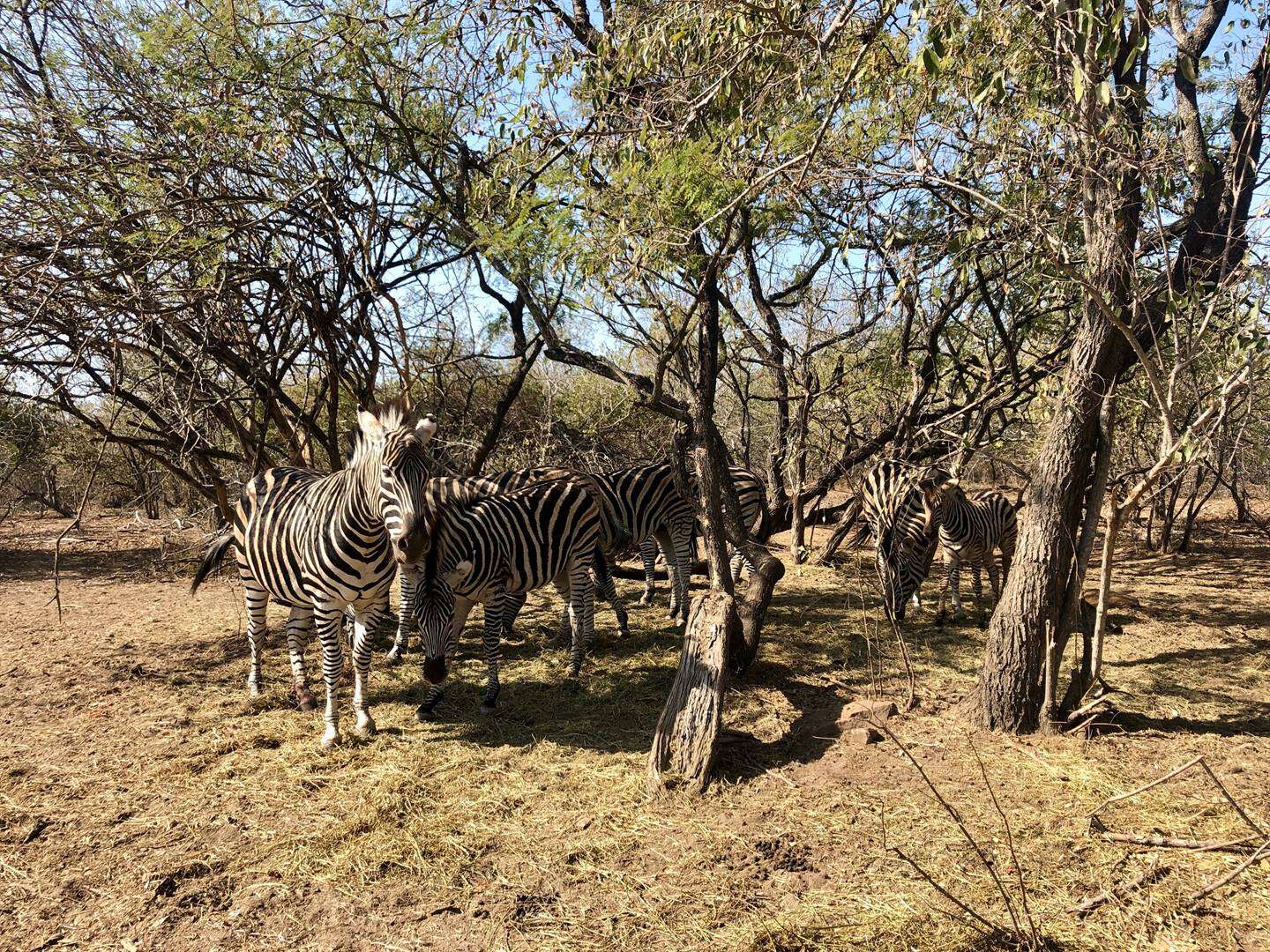 Marloth Park: ‘Ons sal diere uitskiet, of mense daarvan hou of nie’