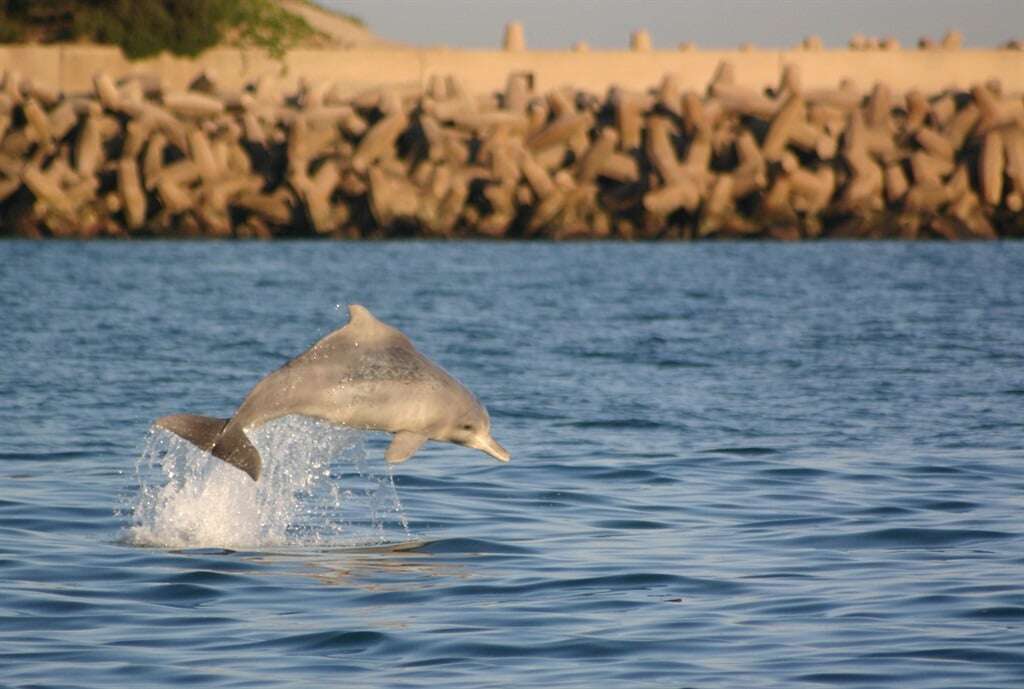 SA's most endangered marine mammal: How scientists are working to save a population of 500 dolphins