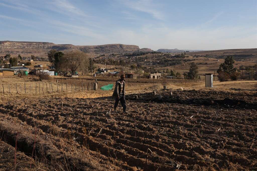 In dry Lesotho, hunger stalks family farmers