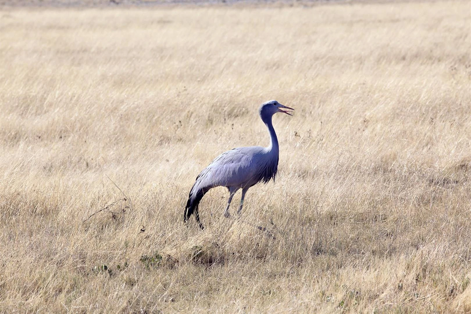 Kommer dat bloukraanvoëls in die natuur kan uitsterf