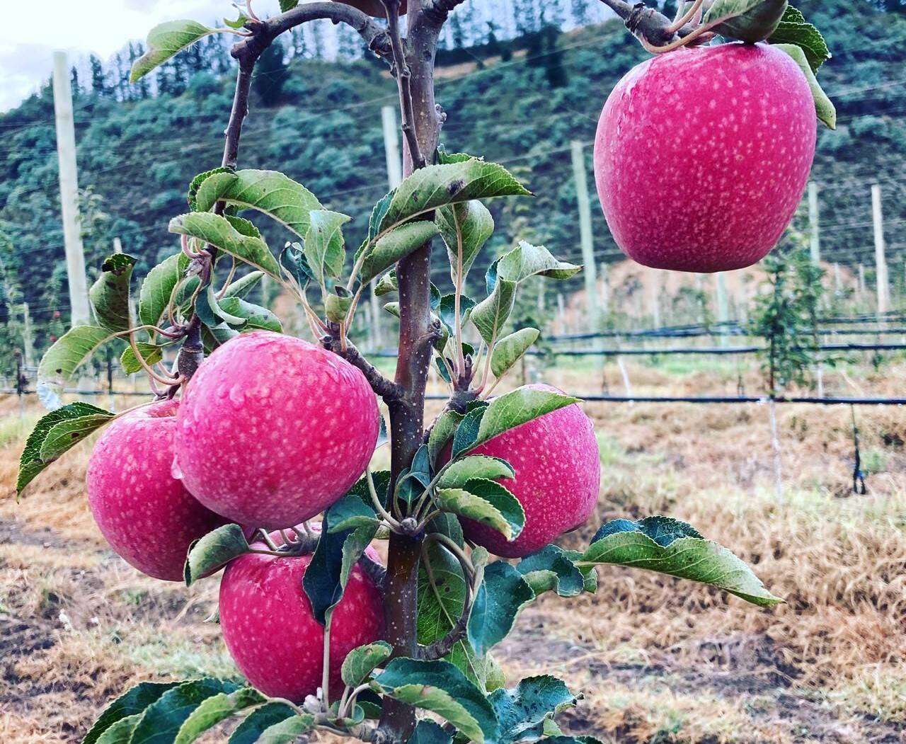 SA se Pink Lady-appels pronk in Brittanje