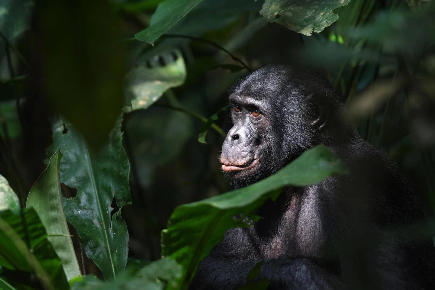 Fred Pheiffer: Bonobo’s werp meer lig op taal en taalgebruik