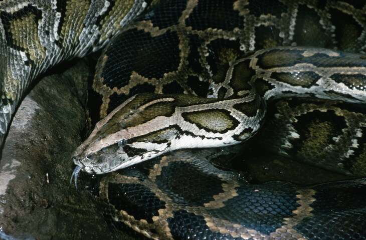 Python swallows woman whole in Indonesia